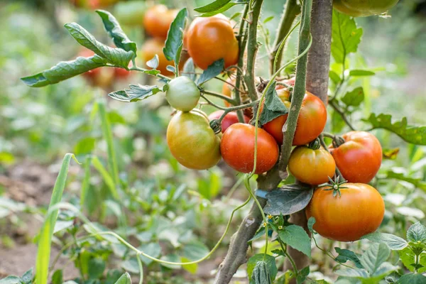 Tomat Tomater Mognar Trädgården Ekologiska Livsmedel Hemlagad Odlad Mat Vegetariska — Stockfoto