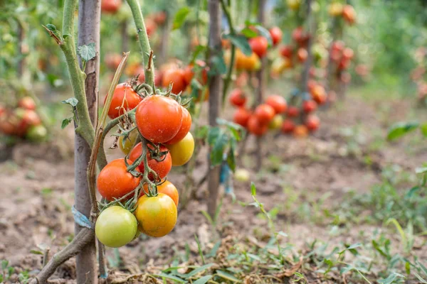 Tomat Tomater Mognar Trädgården Ekologiska Livsmedel Hemlagad Odlad Mat Vegetariska — Stockfoto