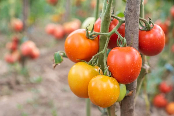 Tomat Tomater Mognar Trädgården Ekologiska Livsmedel Hemlagad Odlad Mat Vegetariska — Stockfoto