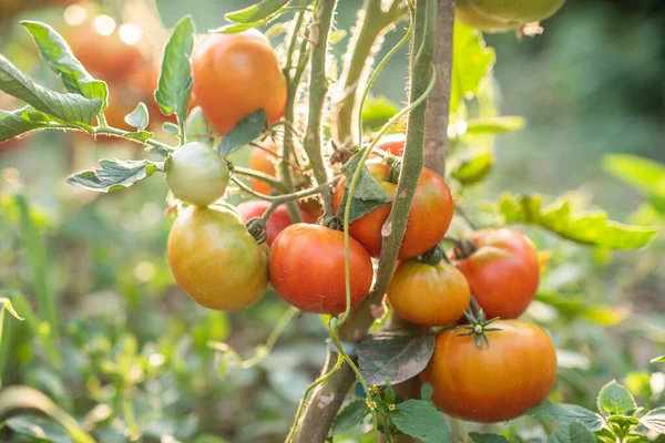 Rajče Rajčata Dozrávají Zahradě Eko Jídlo Domácí Pěstované Jídlo Vegetariánské — Stock fotografie