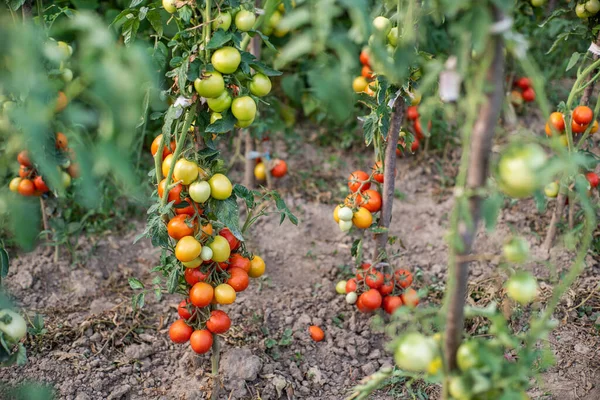 Tomat Tomater Mognar Trädgården Ekologiska Livsmedel Hemlagad Odlad Mat Vegetariska — Stockfoto