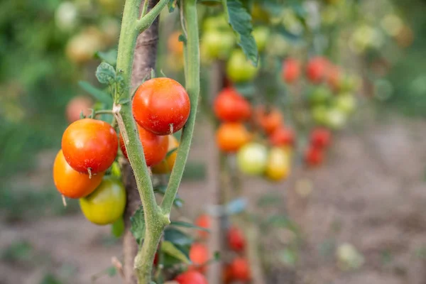 Tomat Tomater Mognar Trädgården Ekologiska Livsmedel Hemlagad Odlad Mat Vegetariska — Stockfoto