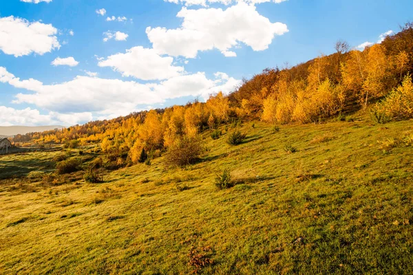 Podzimní Lesní Krajina Stromy Žlutými Listy — Stock fotografie
