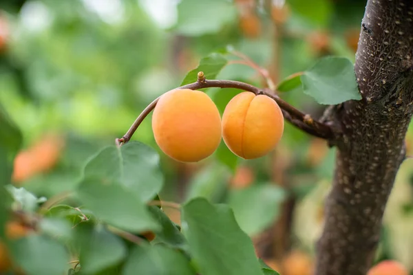 Wiele Owoców Moreli Drzewie Ogrodzie Jasny Letni Dzień Organiczne Owoce — Zdjęcie stockowe