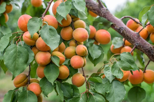 Wiele Owoców Moreli Drzewie Ogrodzie Jasny Letni Dzień Organiczne Owoce — Zdjęcie stockowe