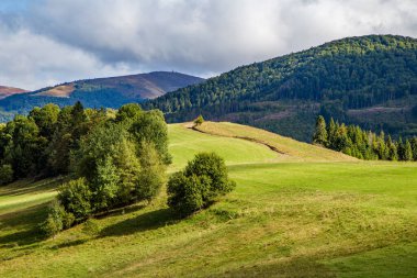 Tepeler çimen ve ağaçlarla kaplıydı. Dağlar kozalaklı ormanlarla kaplıydı. Dağ manzarası. 