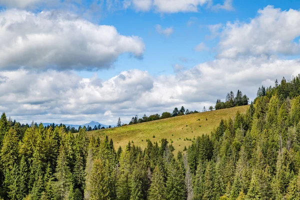 Sűrű Tűlevelű Erdő Hegyek Tetején Kék Égbolttal Felhőkkel — Stock Fotó