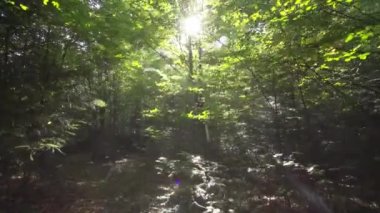 Sabah güneşinde orman. Temiz ekoloji kavramı. 