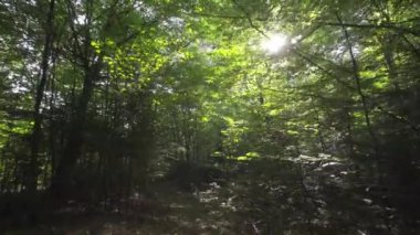 Sabah güneşinde orman. Temiz ekoloji kavramı. 