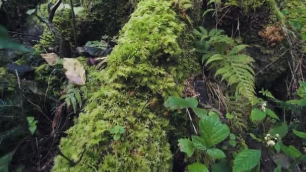 Vanhat Puut Peitetty Sammalta Metsässä Ekologia Metsässä Puhtaan Ympäristön Käsite — kuvapankkivideo