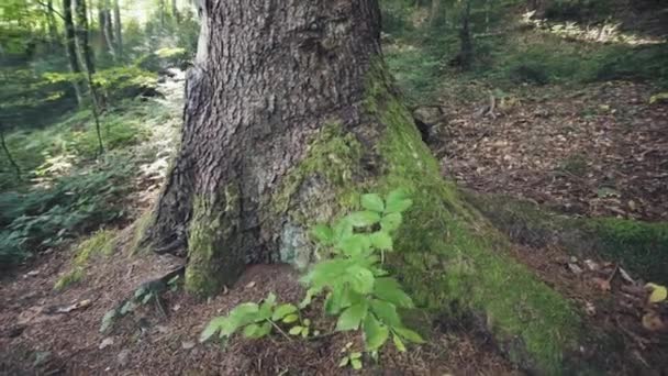 Stare Drzewa Pokryte Mchem Lesie Ekologia Lesie Koncepcja Czystego Środowiska — Wideo stockowe