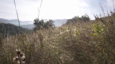 Dağlardaki çimlerin üzerinde çiy taneleri. Temiz hava kavramı. ekoloji.