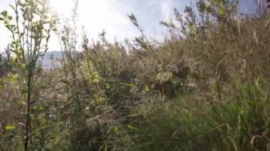 Dağlardaki çimlerin üzerinde çiy taneleri. Temiz hava kavramı. ekoloji.