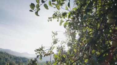 Gün doğumunda dağlardaki bir ağaçta olgunlaşmış elmalar. eko ürünü.