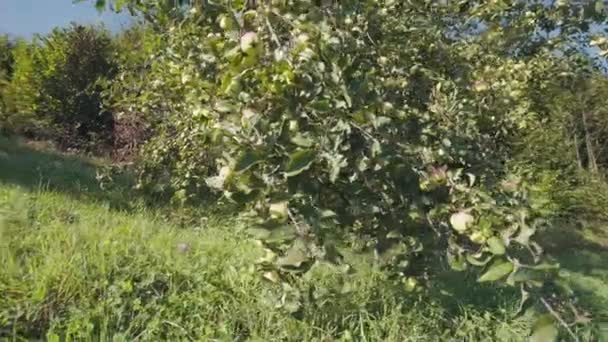 Rijpe Appels Een Boom Bergen Bij Zonsopgang Ecologisch Product — Stockvideo