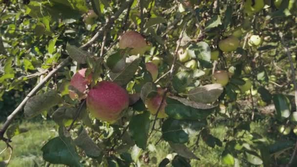 Manzanas Maduras Árbol Las Montañas Amanecer Producto Ecológico — Vídeo de stock