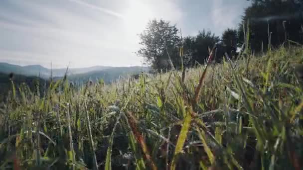 山の草の上の朝露 きれいな空気の概念 生態学 — ストック動画
