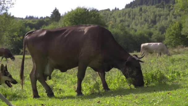 Koeien Grazen Het Gras Een Glade Bij Het Bos Rundvee — Stockvideo