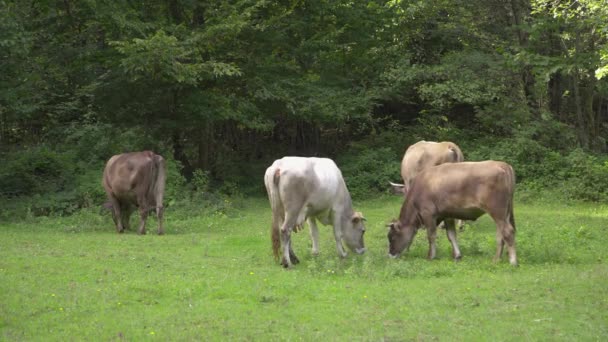 Корови Прикрашають Траву Галявині Біля Лісу Велика Рогата Худоба Полі — стокове відео