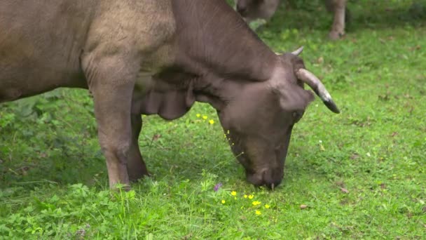 奶牛在森林附近的沼泽地里吃草 田里的牛饲养动物的农场 — 图库视频影像