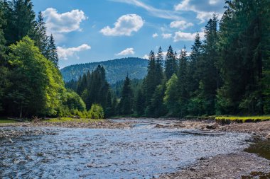 Dağ nehri, dağların arkasındaki kozalaklı ormanın yanında akar. Güzel manzara. Bulutlu mavi gökyüzü. 