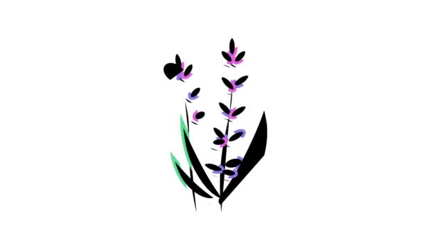 Lavender blomma aromaterapi färg ikon animation — Stockvideo