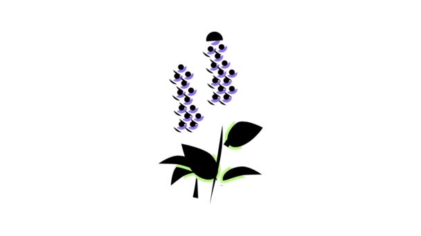 Patchouli bloemen aromatherapie kleur pictogram animatie — Stockvideo