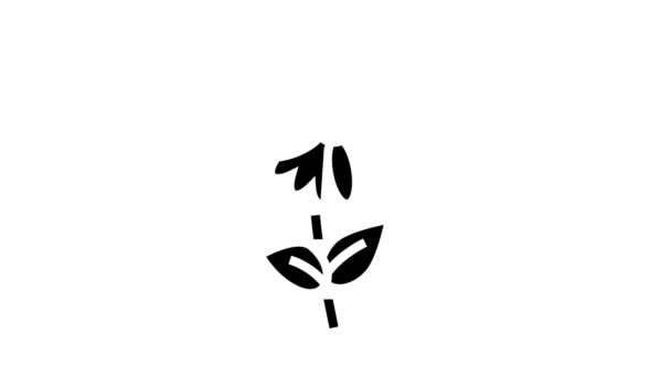 Camomila flor aromaterapia glifo ícone animação — Vídeo de Stock