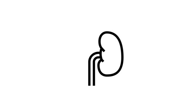 健康な腎臓のラインアイコンアニメーション — ストック動画