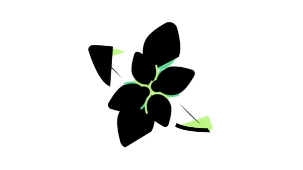 Aromatherapie Kräuter Farb-Icon Animation — Stockvideo