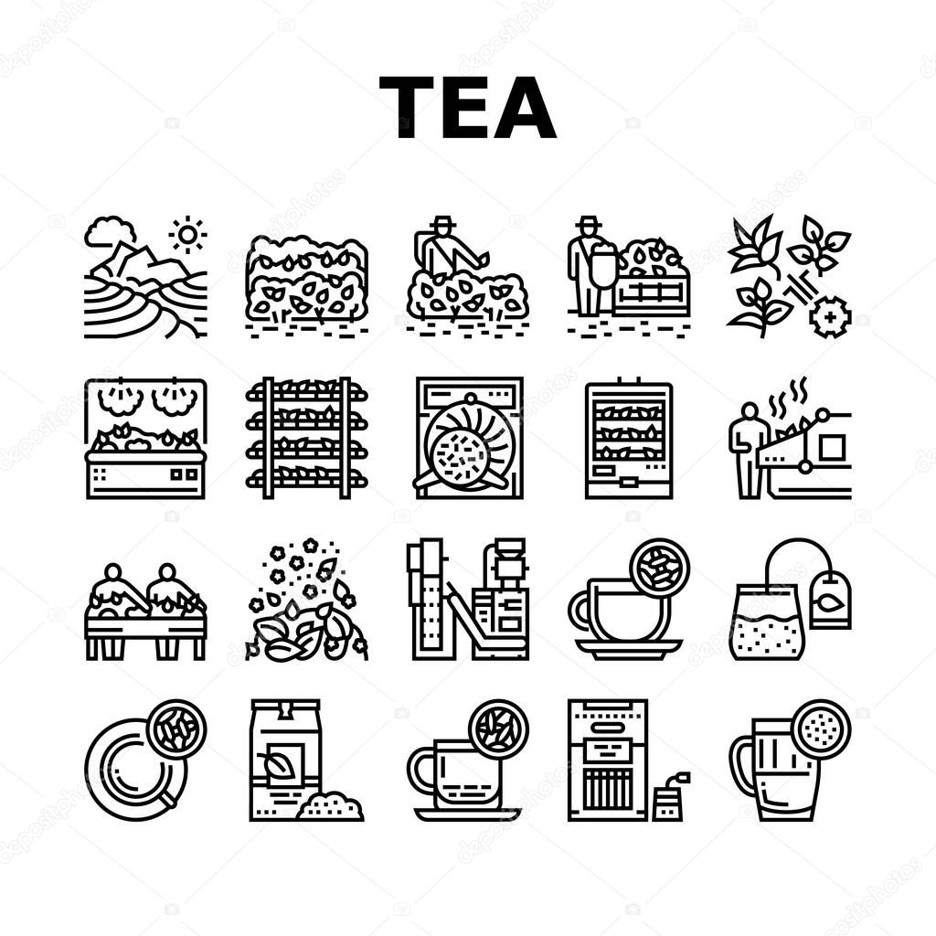 Tea Drink Production Collection Icons Set Vector