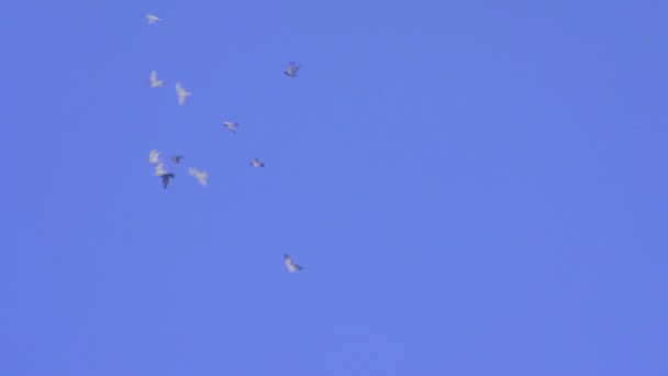 Manada de palomas blancas y negras — Vídeo de stock