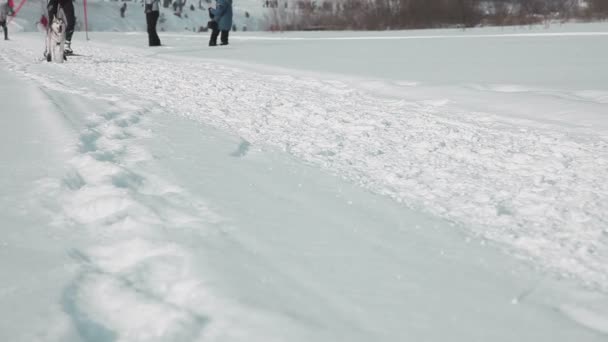 Лыжник в упряжке с собакой — стоковое видео