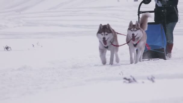 Paar Husky-Schlittenhunde mit Hundeführer — Stockvideo