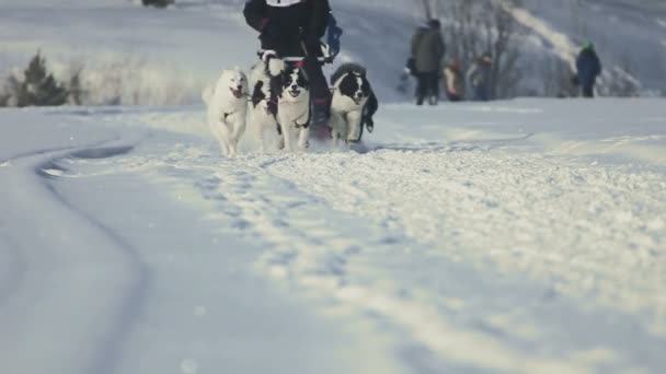 Team of husky sled dogs with dog-driver — Stock Video