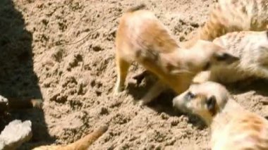 Mirket ailesi oynarken