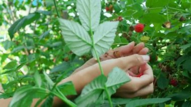 Ahududu çiftliğinde hasat