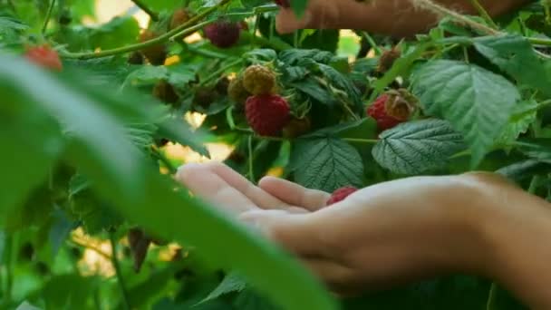 收获在农场树莓 — 图库视频影像