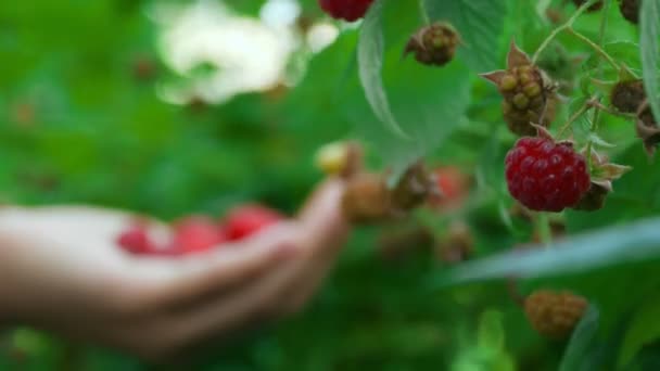 Harvesting the raspberry at farm — Stock Video