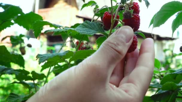 Récolte de la framboise — Video