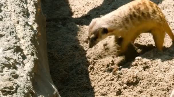 Meerkat familie spelen — Stockvideo