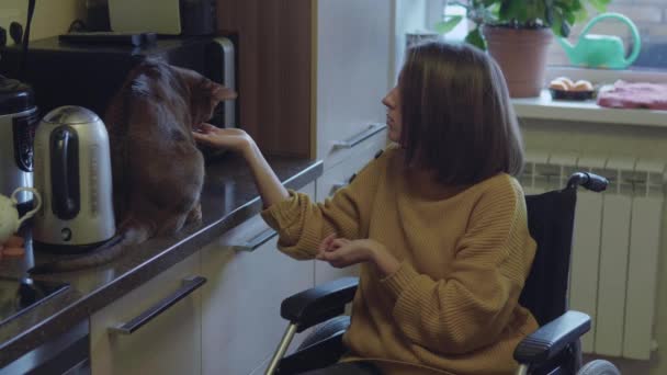 Femme en fauteuil roulant nourrir animal de compagnie — Video