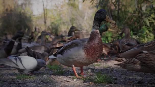 Ankor på dammen — Stockvideo