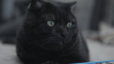 Kadın evcil hayvanıyla alay eder ve öper.