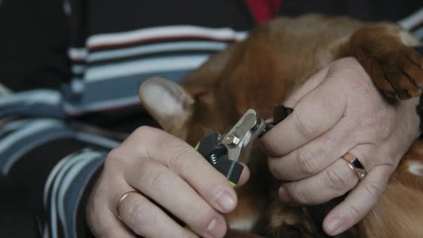 Clipping Claws Of His Pet — Stock Video