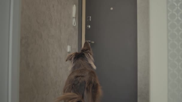 Hund möter ägaren hemma — Stockvideo