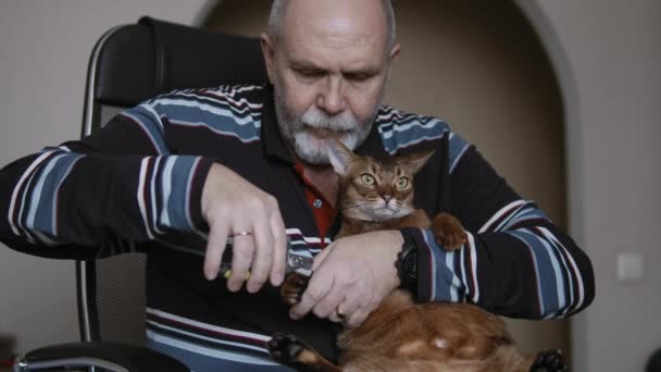Przycinanie pazury kotów domowych — Wideo stockowe