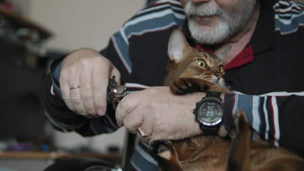 De mens knipt klauwen van huiskat — Stockvideo