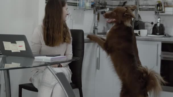 Femme parle avec son chien de compagnie — Video