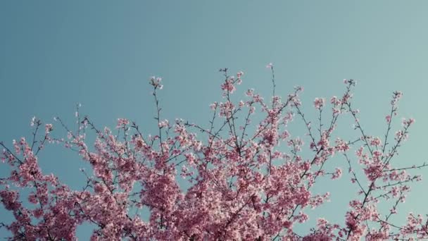 Hermosa flor japonesa Sakura- en primavera — Vídeo de stock